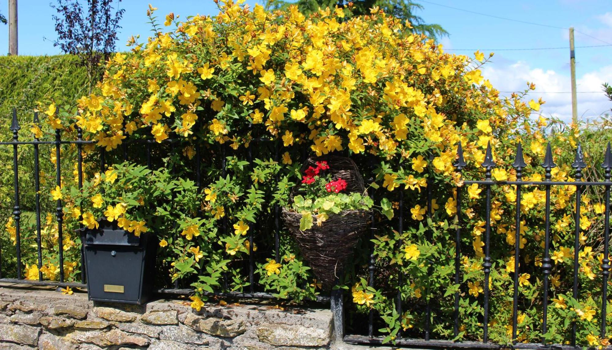 Charlotte'S Way B&B Banagher Extérieur photo